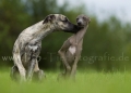 04 Windhund-Trio